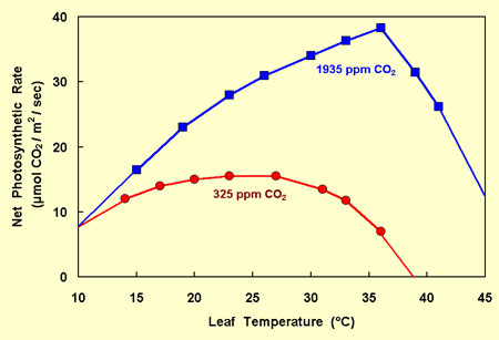 Bigtooth Aspen Growth Response to Enhanced CO2 and Temperature CO2andTempPhotosynthesisRate.jpg