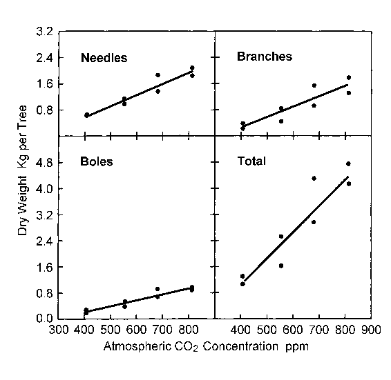Young Eldarica Pine Tree Growth Response to CO2 Young Eldarica Pine Tree Growth Response to CO2